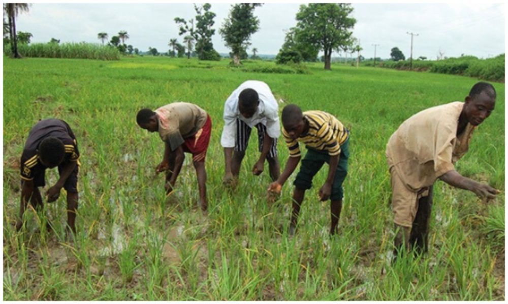 Agricultural Reform: Expert Calls for Land Use Act Review to Empower Nigerian Farmers